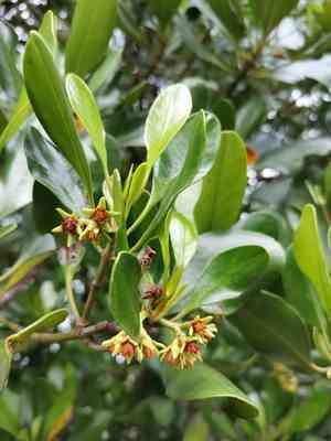Spurred mangrove,(Ceriops tagal)