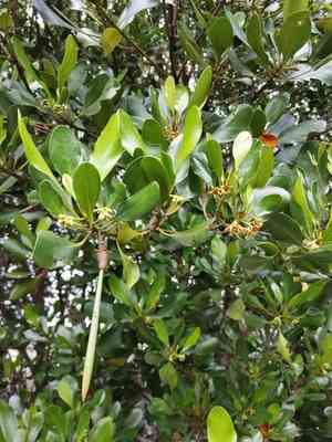Spurred mangrove,(Ceriops tagal)