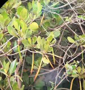 Spurred mangrove,(Ceriops tagal)