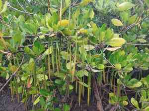 Spurred mangrove,(Ceriops tagal)