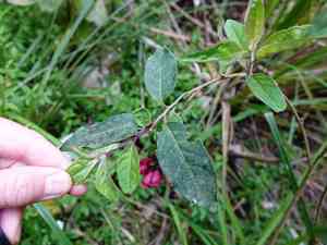 Early jessamine(Cestrum fasciculatum)