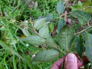 Early jessamine(Cestrum fasciculatum)