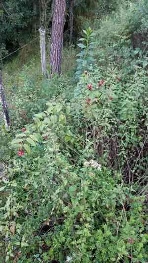 Early jessamine(Cestrum fasciculatum)