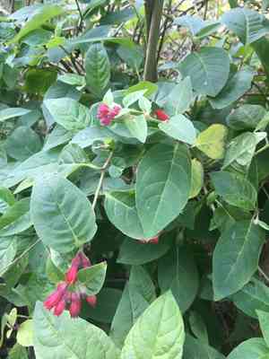 Early jessamine(Cestrum fasciculatum)