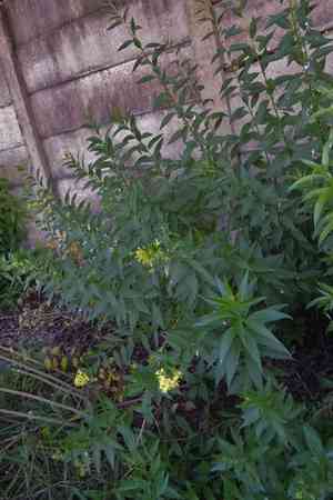 Chilean cestrum(Cestrum parqui)