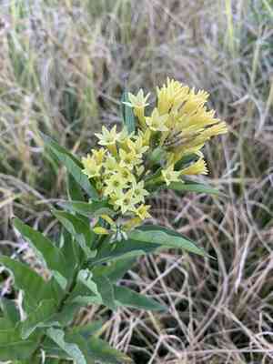 Chilean cestrum(Cestrum parqui)