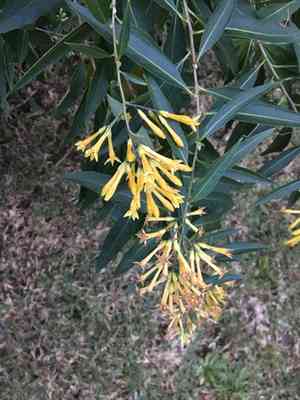 Chilean cestrum(Cestrum parqui)