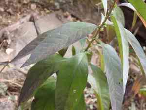 Chilean cestrum(Cestrum parqui)
