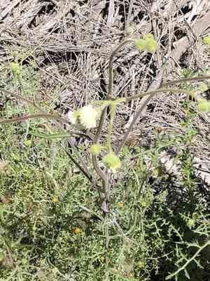 White pincushion(Chaenactis artemisiifolia)