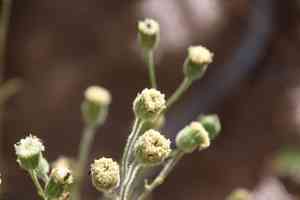 White pincushion(Chaenactis artemisiifolia)
