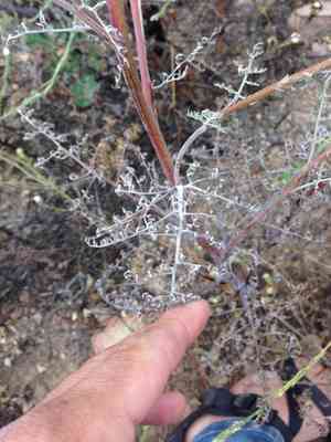 White pincushion(Chaenactis artemisiifolia)