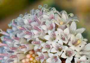 White pincushion(Chaenactis artemisiifolia)