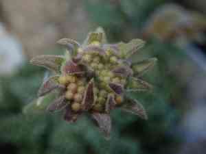 Douglas' dustymaiden(Chaenactis douglasii)