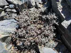 Douglas' dustymaiden(Chaenactis douglasii)