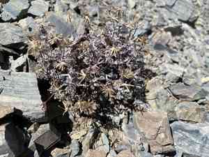 Douglas' dustymaiden(Chaenactis douglasii)