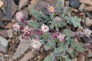 Douglas' dustymaiden(Chaenactis douglasii)