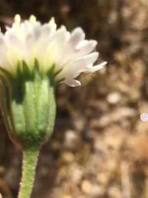 Pincushion flower(Chaenactis fremontii)