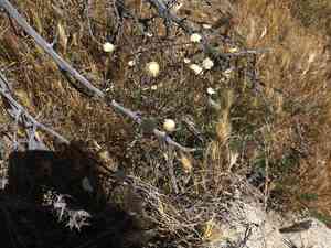 Pincushion flower(Chaenactis fremontii)
