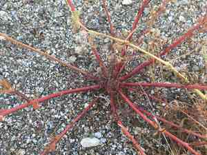 Pincushion flower(Chaenactis fremontii)