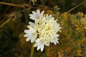 Pincushion flower(Chaenactis fremontii)