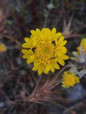Yellow pincushion(Chaenactis glabriuscula)
