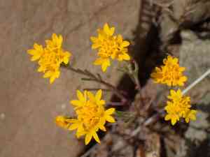 Yellow pincushion(Chaenactis glabriuscula)