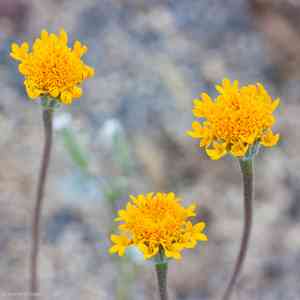 Yellow pincushion(Chaenactis glabriuscula)