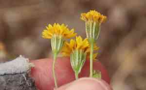 Yellow pincushion(Chaenactis glabriuscula)