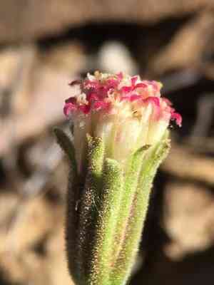 Nevada dustymaiden(Chaenactis nevadensis)