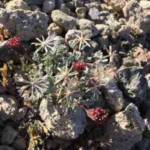 Nevada dustymaiden(Chaenactis nevadensis)