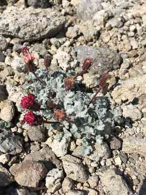 Nevada dustymaiden(Chaenactis nevadensis)