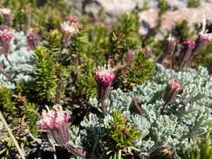 Nevada dustymaiden(Chaenactis nevadensis)