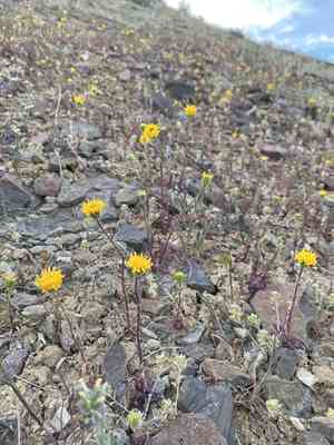 John day's pincushion(Chaenactis nevii)