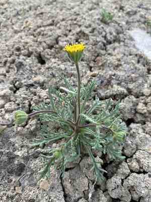 John day's pincushion(Chaenactis nevii)