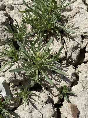 John day's pincushion(Chaenactis nevii)