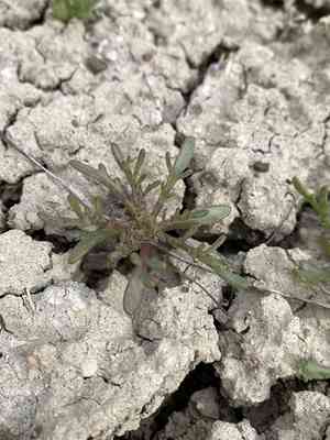 John day's pincushion(Chaenactis nevii)