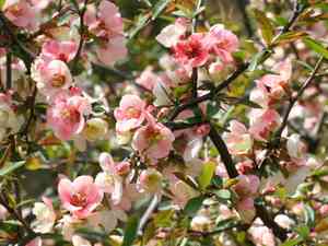 Cathay quince(Chaenomeles cathayensis)