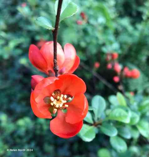 Japanese flowering quince(Chaenomeles japonica)