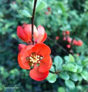 Japanese flowering quince(Chaenomeles japonica)