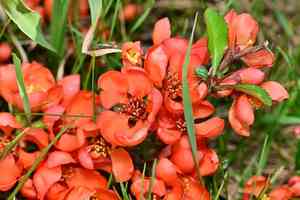 Japanese flowering quince(Chaenomeles japonica)