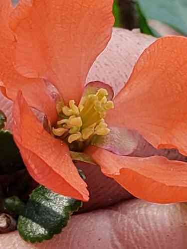 Japanese flowering quince(Chaenomeles japonica)