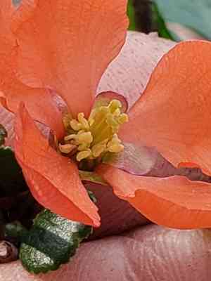 Japanese flowering quince(Chaenomeles japonica)