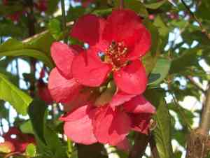 Japanese flowering quince(Chaenomeles japonica)