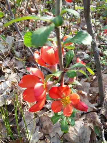 Japanese flowering quince(Chaenomeles japonica)