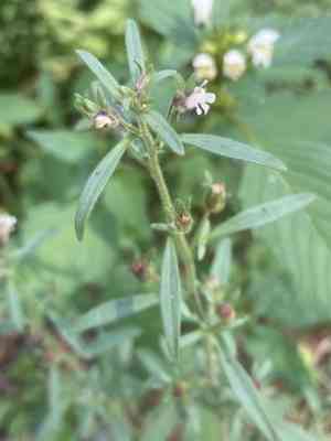 Dwarf-snapdragon(Chaenorhinum minus)
