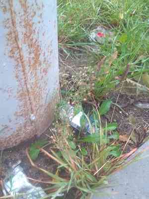 Dwarf-snapdragon(Chaenorhinum minus)