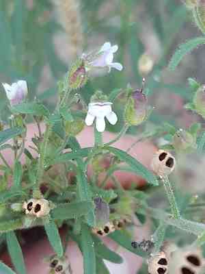 Dwarf-snapdragon(Chaenorhinum minus)