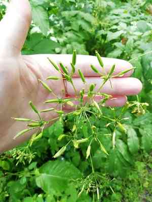 Broadleaf chervil(Chaerophyllum aromaticum)