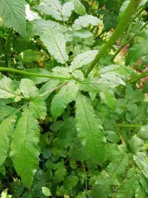 Broadleaf chervil(Chaerophyllum aromaticum)