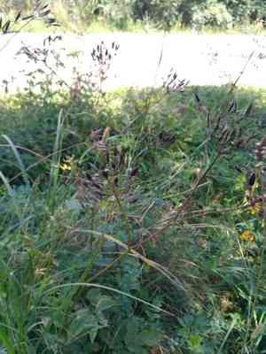 Broadleaf chervil(Chaerophyllum aromaticum)